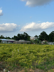 green agricultural field under a clear blue sky. The field is divided into rows of crops, likely planted in a systematic pattern. 
