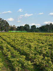 green agricultural field under a clear blue sky. The field is divided into rows of crops, likely planted in a systematic pattern. 