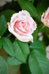 スイートアバランチェ