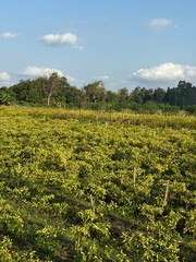 green agricultural field under a clear blue sky. The field is divided into rows of crops, likely planted in a systematic pattern. 