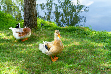 Two ducks of different colors on green grass in the shade of trees on the shore of a lake