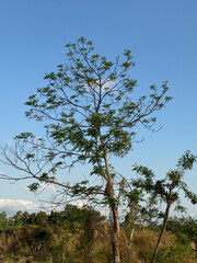 a tree with bare branches against a blue sky. The branches are twisted and intertwined, creating a complex pattern