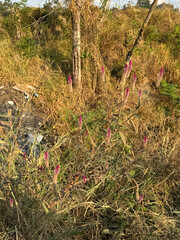  a tall, slender plant with a single, feathery, pink flower head. The flower head is cylindrical in shape and has a plume-like appearance. 