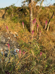  a tall, slender plant with a single, feathery, pink flower head. The flower head is cylindrical in shape and has a plume-like appearance. 