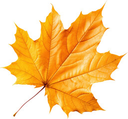 Golden Autumn Leaf