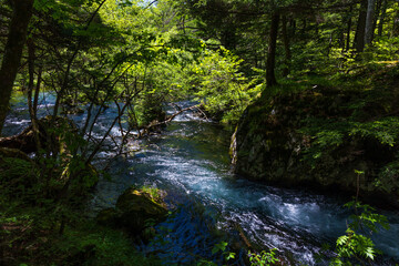 日本の風景・初夏　長野　新緑の上高地　明神池