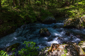 Obraz premium 日本の風景・初夏 長野 新緑の上高地 明神池