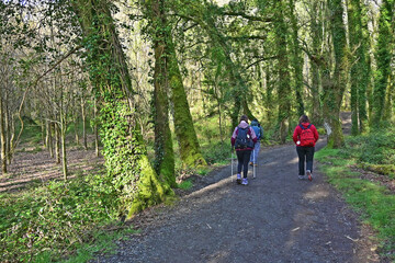 Naklejka premium Paesaggi di Galizia, campagna colline, boschi e pellegrini sul cammino Primitivo di Santiago di Compostela fra Melide ed Arzua - Galizia, Spagna 