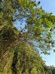 a tree with bare branches against a blue sky. The branches are twisted and intertwined, creating a complex pattern