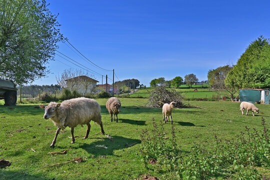 Paesaggi di Galizia, campagna colline, animali, mucche, pecore e cavalli sul cammino Primitivo di Santiago di Compostela fra Melide ed Arzua - Galizia, Spagna	