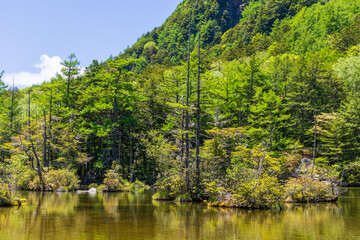 日本の風景・初夏　長野　新緑の上高地　明神池