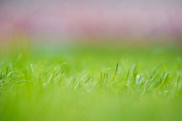 the lawn of a sports arena. stadium. Grass at the football stadium during sunny summer day.