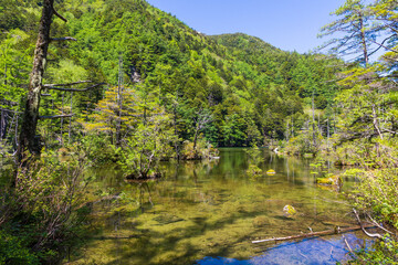日本の風景・初夏　長野　新緑の上高地　明神池