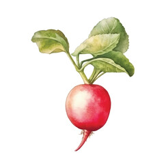 watercolor of radish isolated white background