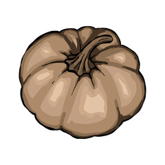 Brown pumpkin isolated clip art. Autumn harvest pumpkin. Healthy organic food concept, element on isolated white background, hand drawing