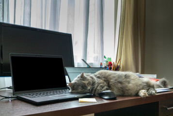 A cat sleeping at a working desktop table between computer laptop and other gadgets