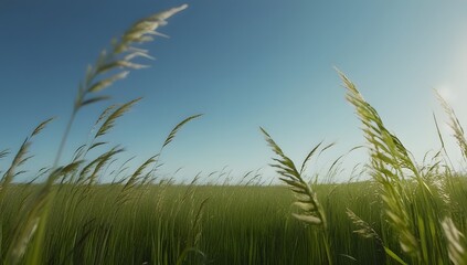 Golden wheat sways gently in the summer breeze, creating a picturesque landscape against a backdrop of blue sky and fluffy clouds