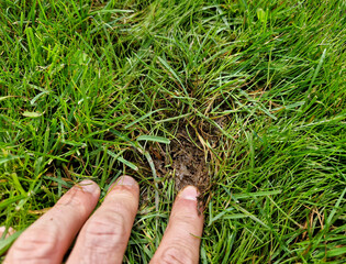 overly wet and damp muddy turf is prone to rotting without access to air beneath the muddy soil