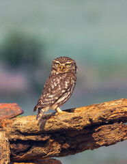 he owl is hanging around the ruin where it is raising its chicks.