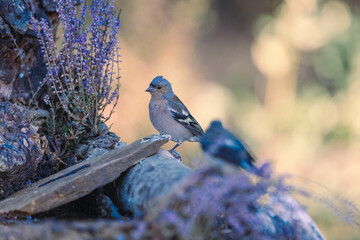 Another of the regulars in photo sessions, it is only missed in the high mountains, it is not its...