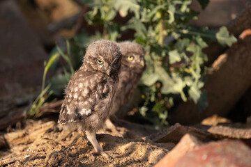 he owl is hanging around the ruin where it is raising its chicks.