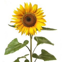 Fototapeta premium sunflower isolated on white