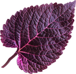 Fototapeta premium Close-up of a purple leaf