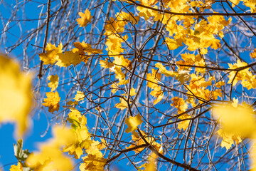 Yellow autumn leaves on a tree, set against a clear blue sky. The image captures the contrast between the bright foliage and the deep azure background, evoking feelings of freshness in Montseny Spain