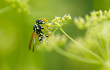 Wasp on a yellow flower. Macro