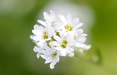 Small white flowers in nature. Close-up
