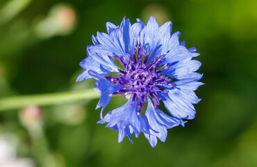 Blue cornflowers flowers in nature. Close-up