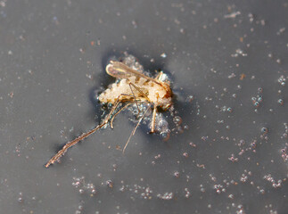A mosquito floats on the surface of the water. Macro