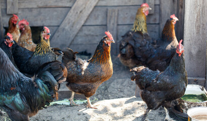 Black chickens and roosters in the chicken coop