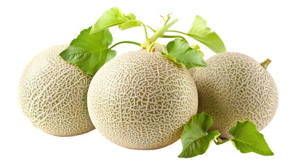 Cantaloupe melon on branch isolate on transparency background