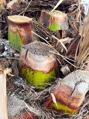 Cut palm branches at the root