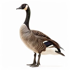 Majestic Goose Shot on transparent background 