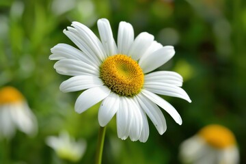 Fototapeta premium Flor de Margarita. Daisy Flower in White and Yellow Colors, Symbol of Nature and Spring
