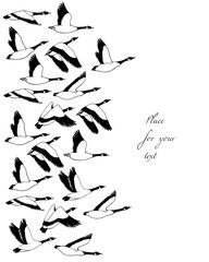 Vector card with hand drawn flock of flying wild geese. Beautiful animal design elements, ink drawing.