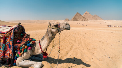 camel in the Egyptian desert near the pyramids in Luxor