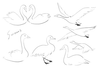 かわいい白鳥の手書き白黒イラスト　セット