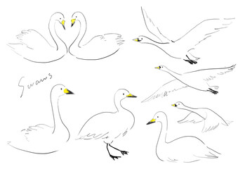 かわいい白鳥の手書きイラストセット © Emotional design