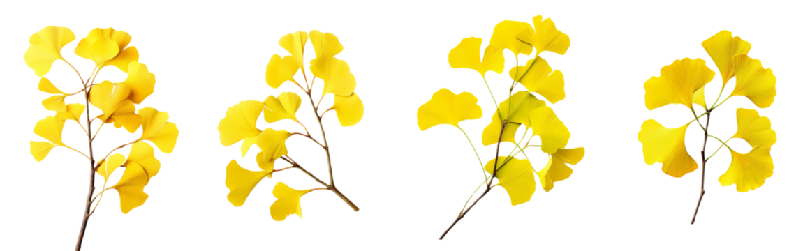 Bright yellow flowers symbolize joy and warmth, perfect for spring and summer themed designs. Ideal for nature and floral projects.