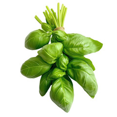 Obraz premium Fresh basil leaves isolated on white background. Perfect for cooking, garnish, and adding flavor to dishes.