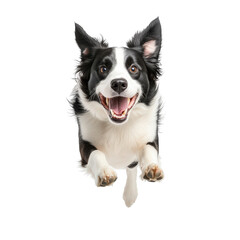 Happy black and white dog jumping in the air, isolated on white background, showcasing energy and joy.