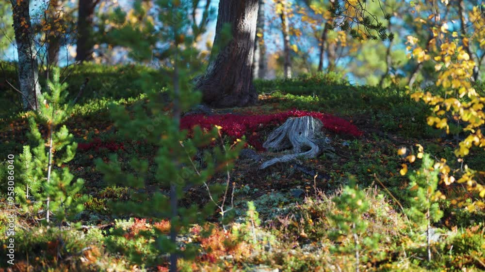 Poster a soft carpet of colurful undergrowth covers the forest floor in the autumn tundra. old tree trunks 