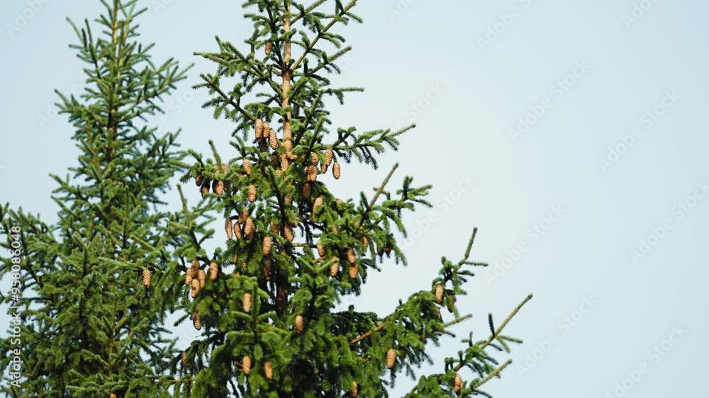 Poster fresh pinecones on the tops of the pine trees. grey sky in the background. parallax orbit shot, boke