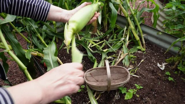 Woman&rsquo;s hands harvesting sweet corn and stripping off the outer cover.