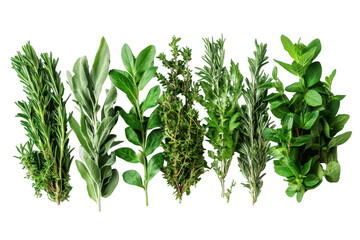 Obraz premium Set of culinary herbs on transparent background