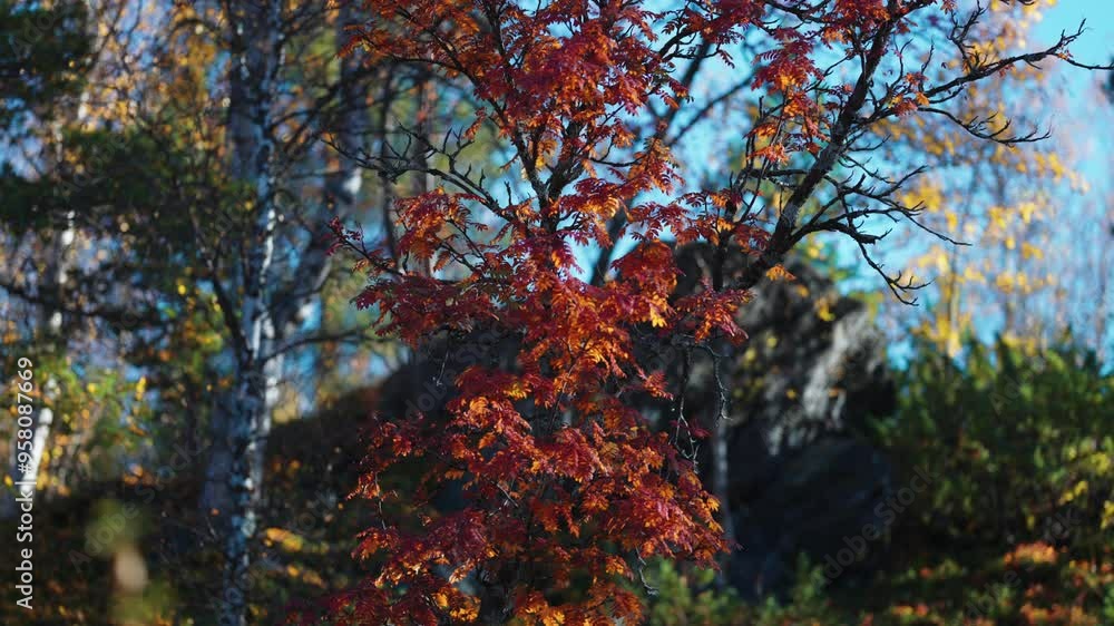 Poster an autumn forest scene, the interplay of light on birch trees and the colorful undergrowth. parallax