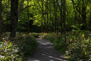 日本の風景・初夏　長野　新緑の上高地